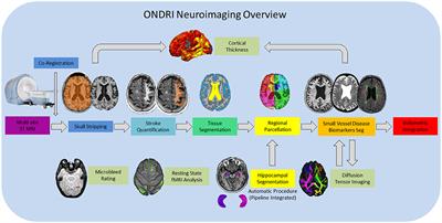 Ontario Neurodegenerative Disease Research Initiative (ONDRI): Structural MRI Methods and Outcome Measures